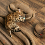 Pawflex™ Paw Relief